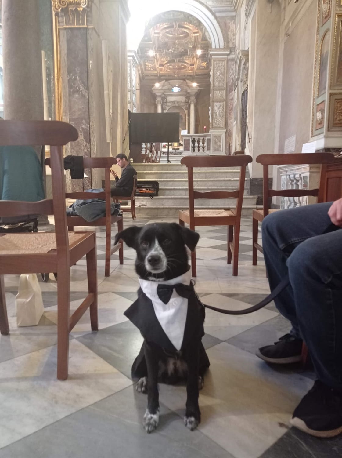 Settembre 2022, Roma. Un elegantissimo cagnolino di nome Watson assiste, emozionatissimo, alla cerimonia nunziale della sua famiglia umana!