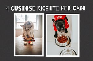 4 ricette per cani