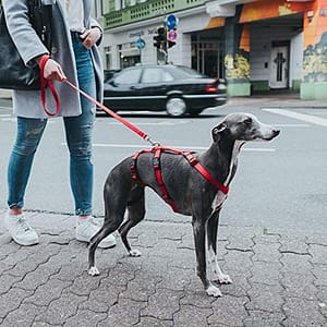 Hunter Vario Rapid – Imbracatura anti-panico per cani, in nylon aderente, Resistente agli strappi, Rosso, Taglia M