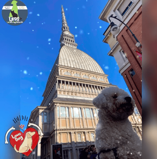 Travel Dog Sitting a Torino: Dik e Tato Davide
